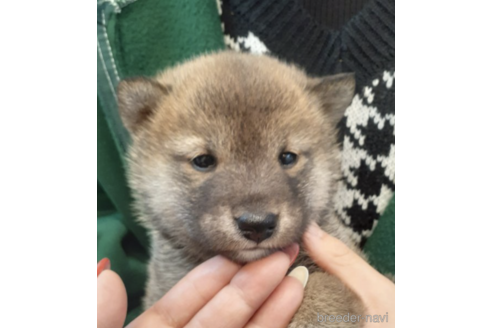 成約済の富山県の柴犬-170777の4枚目